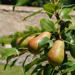 "Nourrir/Goûter"