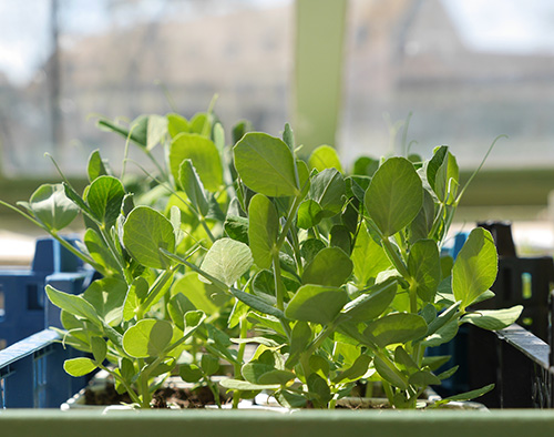 Plants qui attendent dans la serre