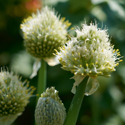 Fleurs