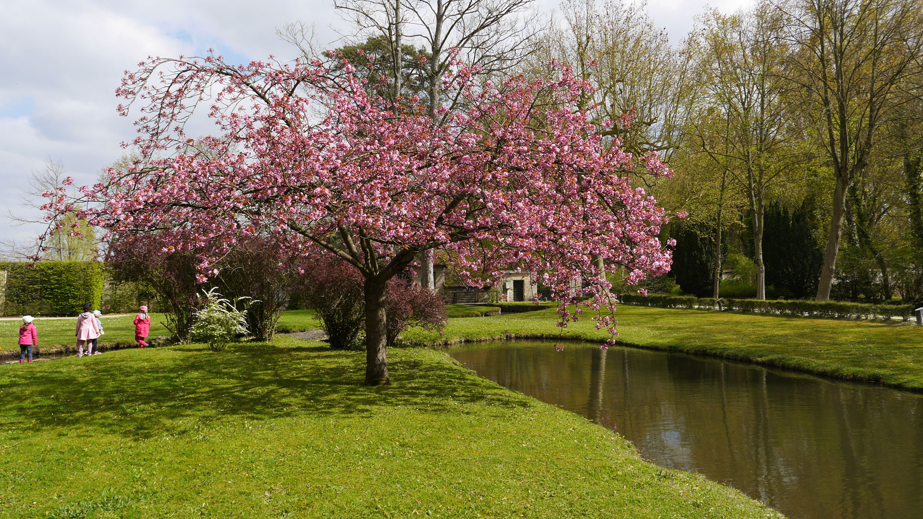 Enfant dans le parc, cerisier en fleurs