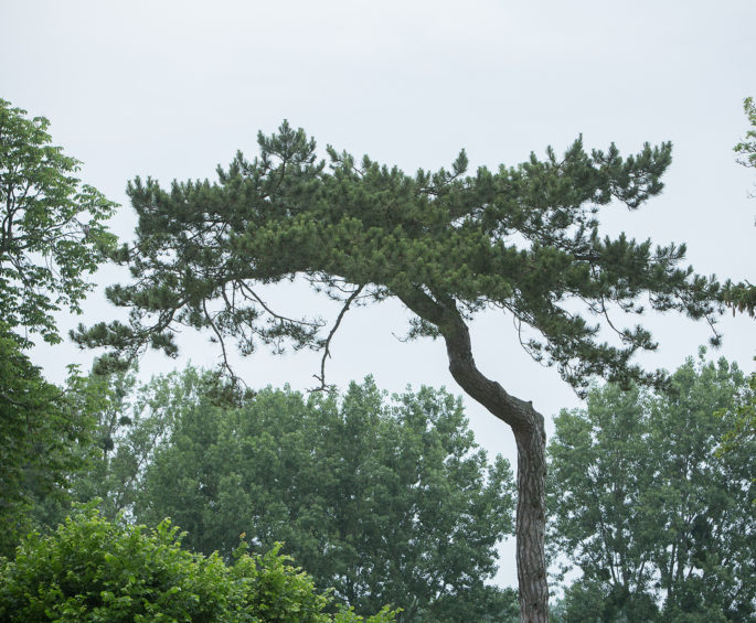 Jeu-parcours : Les arbres et vous