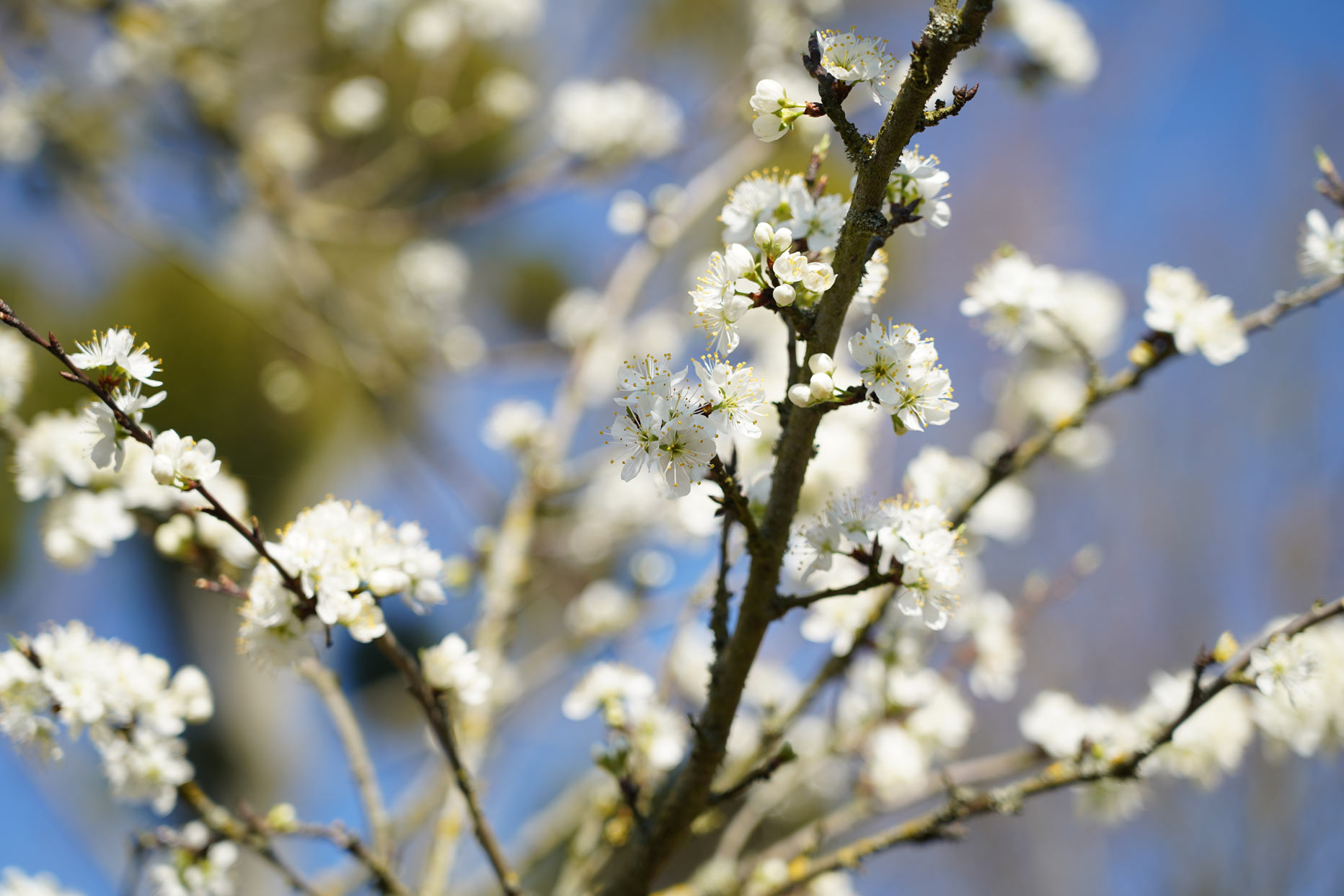 Arbres en fleurs dans le Potager-Jardin de l'abbaye de Royaumont