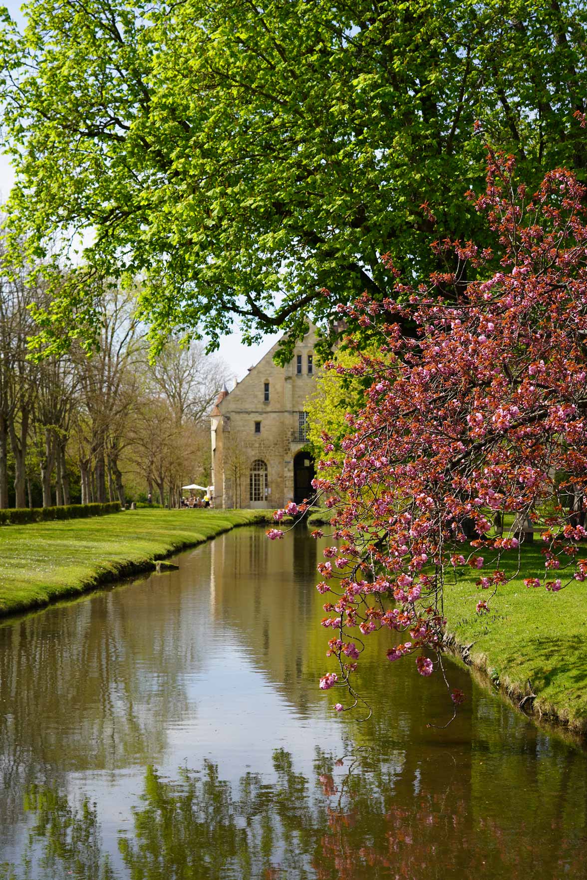 Arbre en fleurs au bord d'un canal de l'abbaye de Royaumont