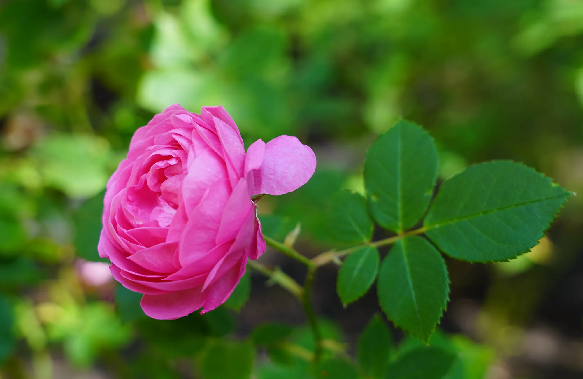 Une rosa gallica dans le jardin des 9 carr&eacute;s