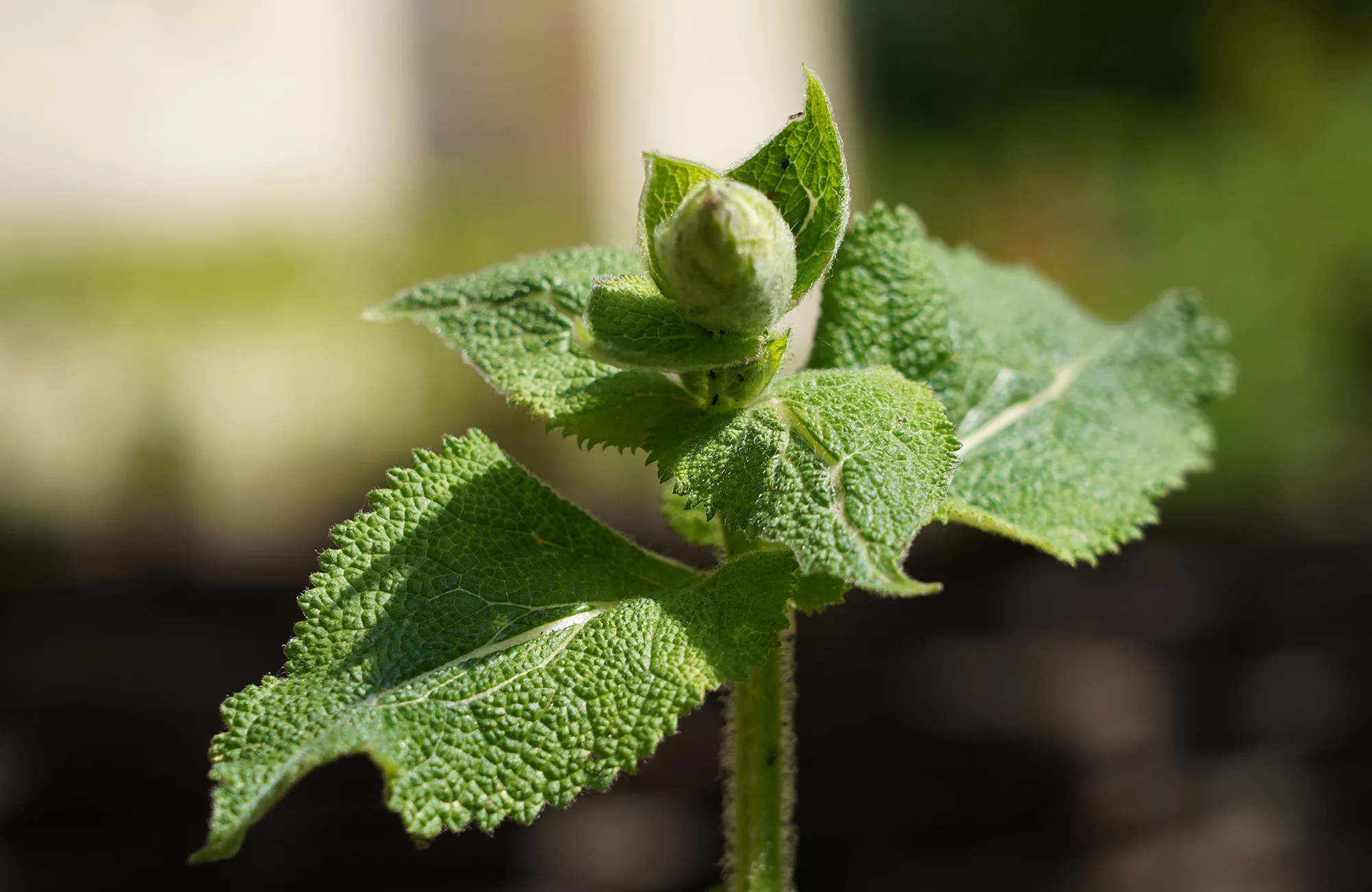 Une salvia sclarea dans le jardin des 9 carr&eacute;s