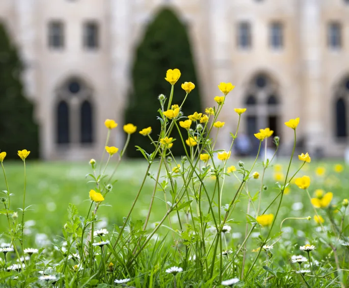 Fleurs devant le b&acirc;timent des moines de l'abbaye de Royaumont