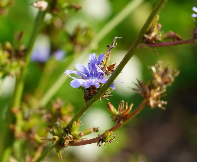 Une fleur dans le potager de l'abbaye de Royaumont