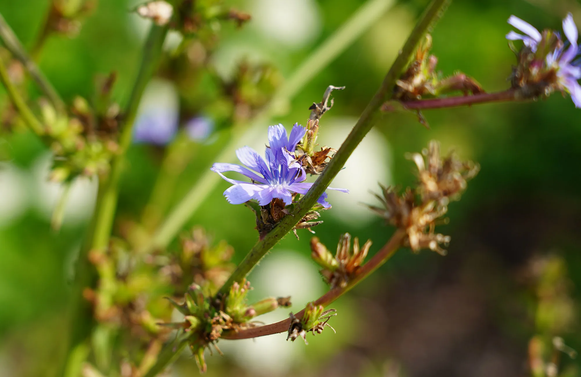 Une fleur dans le potager de l'abbaye de Royaumont