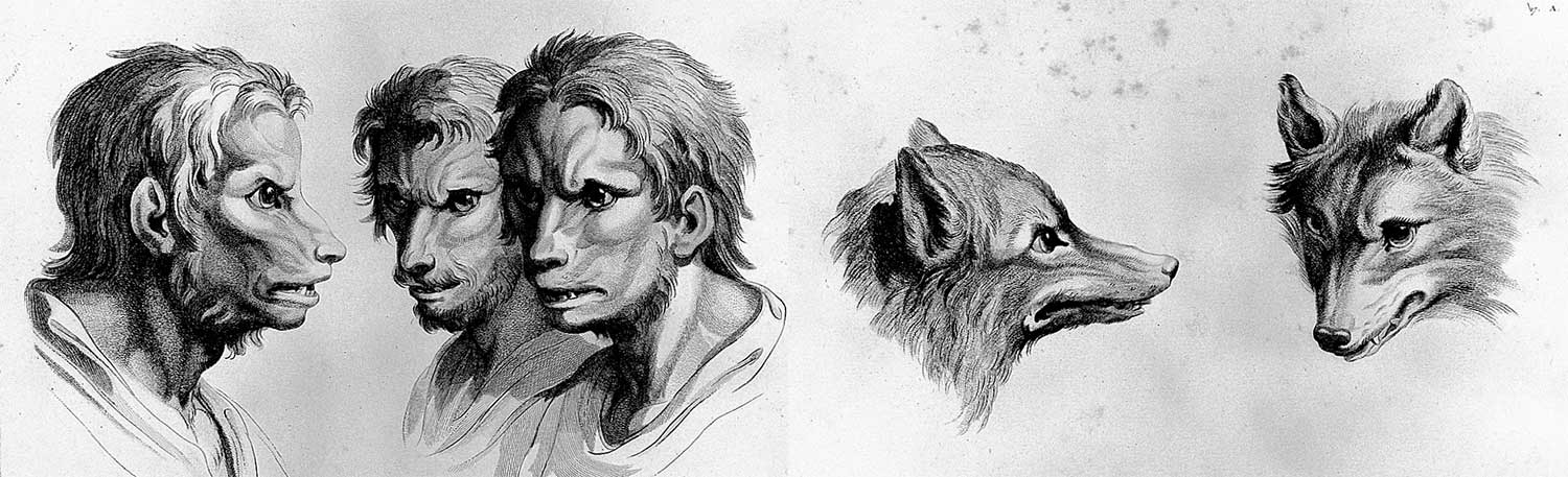Etudes de loups-garous